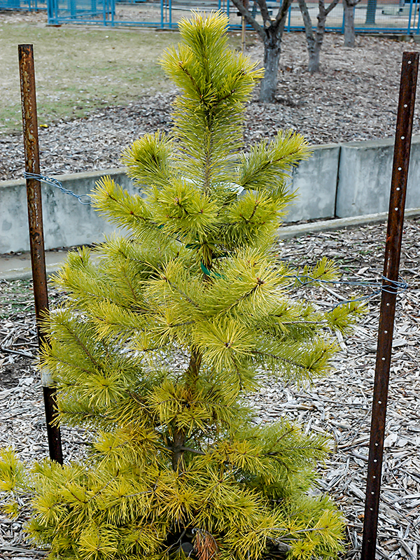 A young plant in the conifer garden at Fanshawe College, London, Ontario.